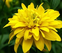 Рудбекия рассеченная Голд Болл (Rudbeckia laciniata 'Gold Ball')