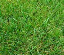 Рулонный газон Городской (Lawn 'Gorodskoy')