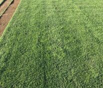 Рулонный газон Премиум (Lawn 'Premium')