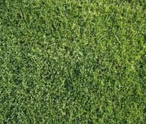 Рулонный газон Спортивный (Lawn 'Sport')