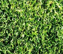 Рулонный газон Стандартный Нью (Lawn 'Standard New')