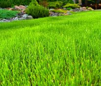 Рулонный газон Элитный (Lawn 'Elite')