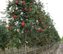 Рябина Алая крупная (Sorbus 'Alaya Krupnaya')