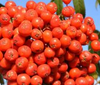 Рябина Бусинка (Sorbus 'Businka')