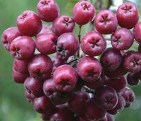 Рябина Ликёрная (Sorbus 'Likyornaya')