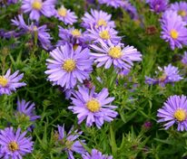 Астра кустарниковая Блау Лагуне (Symphyotrichum dumosum 'Blaue Lagune')