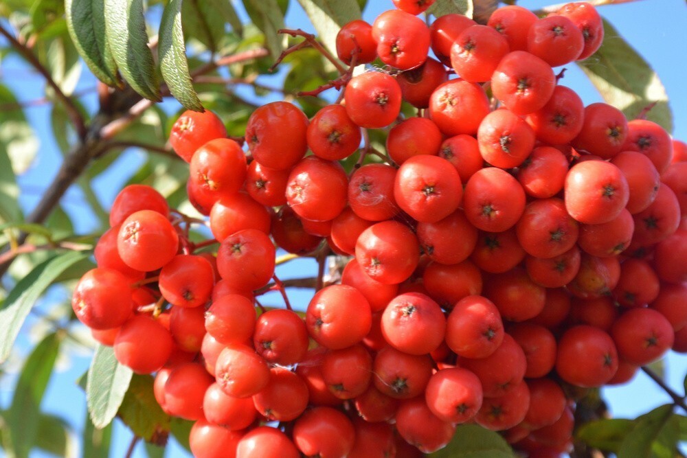 Рябина Невежинская (Sorbus aucuparia var. edulis)