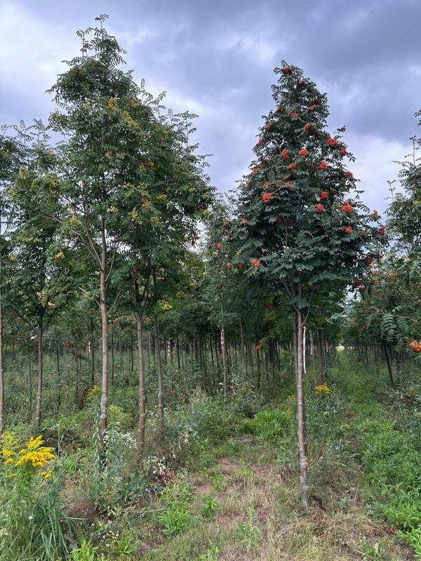 Рябина Невежинская (Sorbus aucuparia var. edulis)