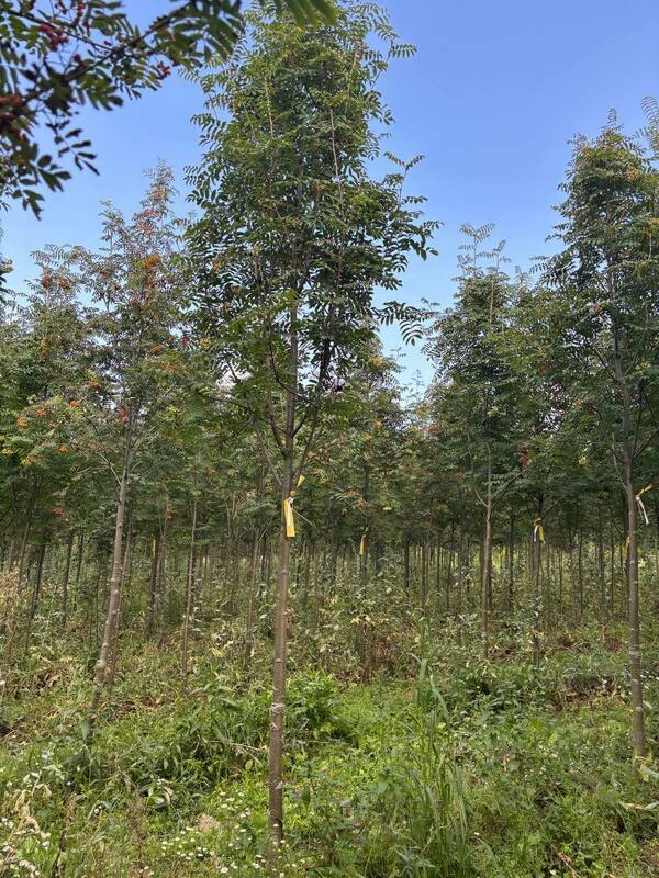 Рябина Невежинская (Sorbus aucuparia var. edulis)