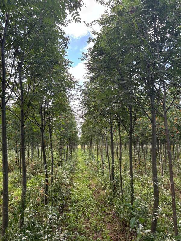 Рябина Невежинская (Sorbus aucuparia var. edulis)