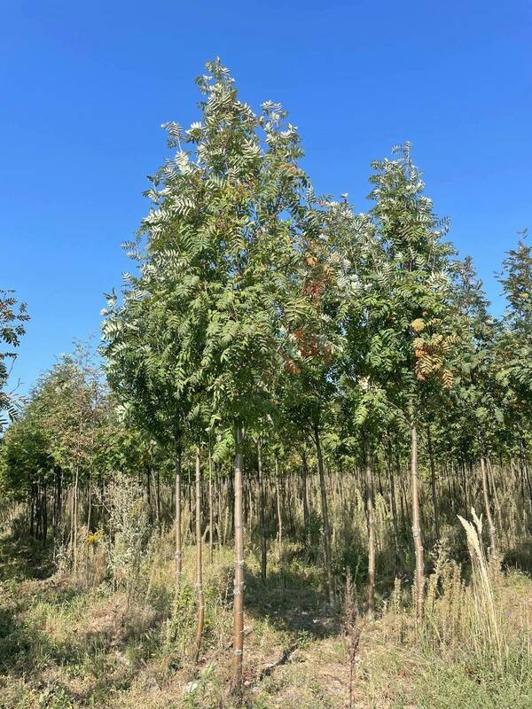 Рябина Невежинская (Sorbus aucuparia var. edulis)