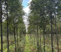 Рябина Невежинская (Sorbus aucuparia var. edulis)