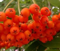 Рябина Сказочная (Sorbus 'Skazochnaya')