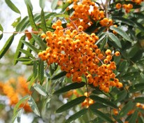 Рябина Арнольда Схоутен (Sorbus x arnoldiana 'Schouten')