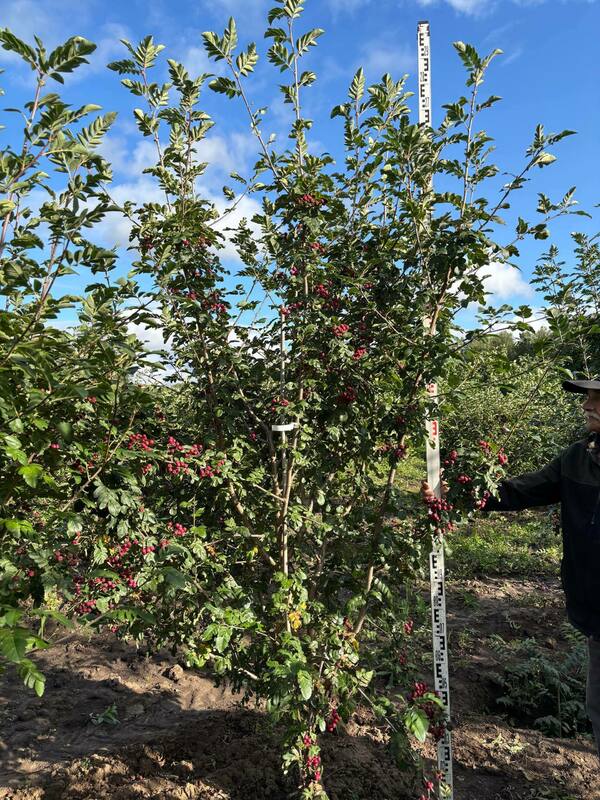 Рябина Гранатная (Sorbus 'Granatnaya')