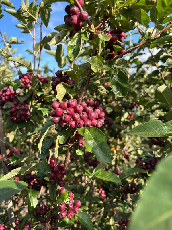 Рябина Гранатная (Sorbus 'Granatnaya')