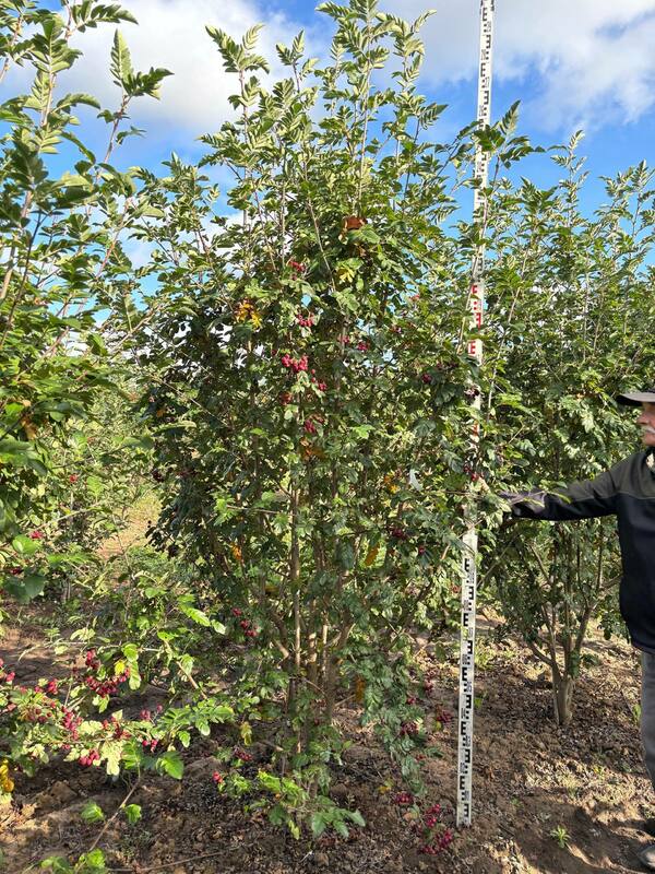 Рябина Гранатная (Sorbus 'Granatnaya')