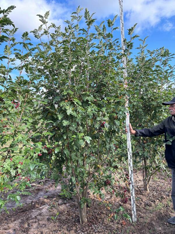 Рябина Гранатная (Sorbus 'Granatnaya')