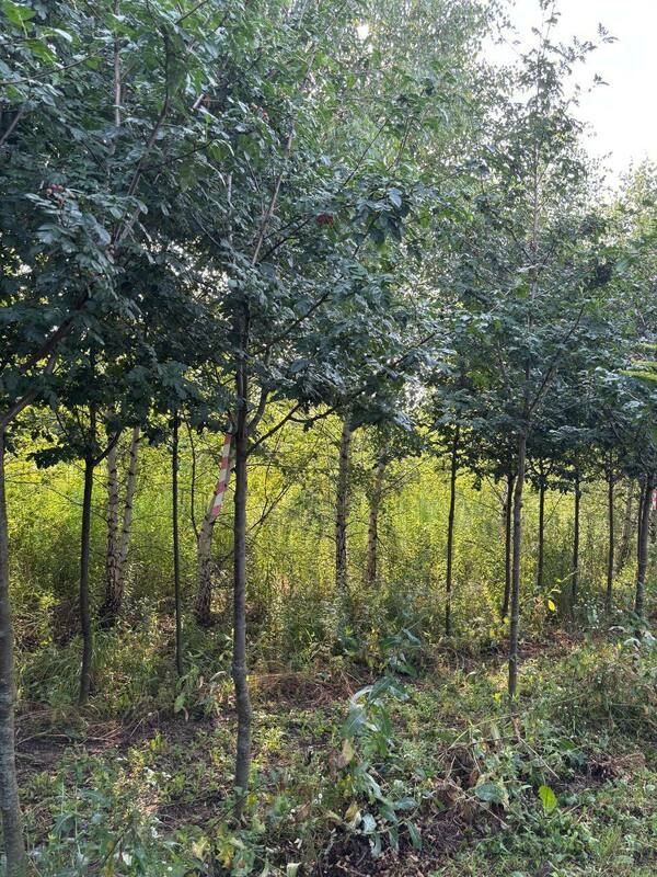 Рябина Гранатная (Sorbus 'Granatnaya')