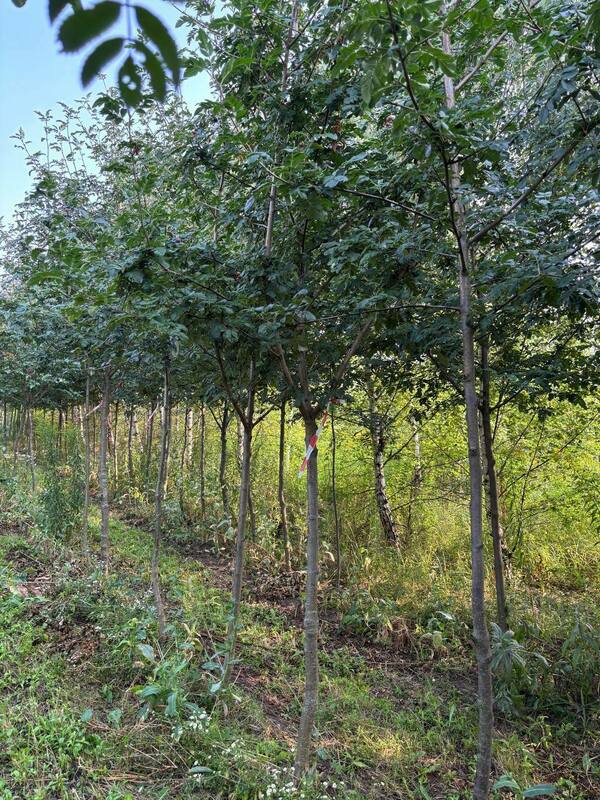 Рябина Гранатная (Sorbus 'Granatnaya')