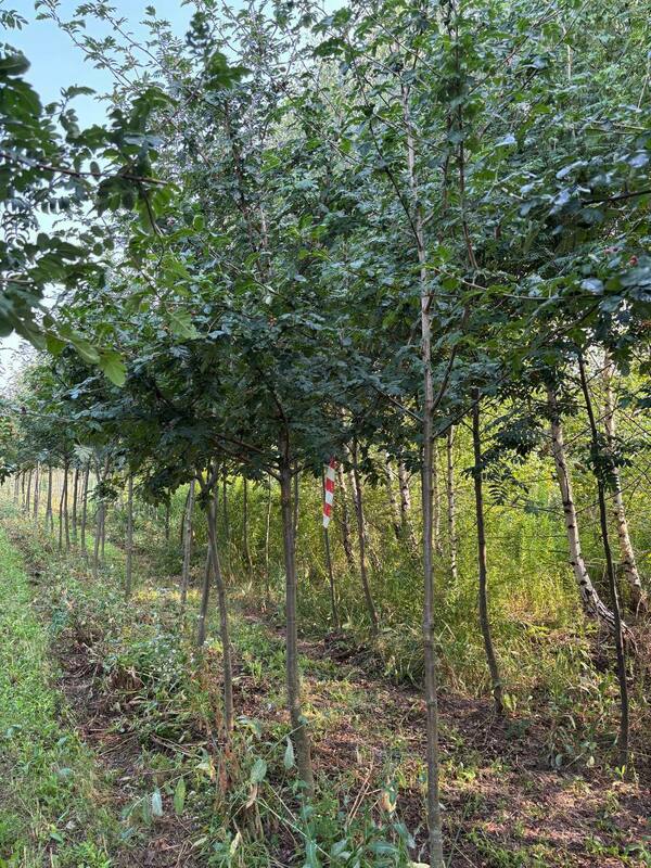 Рябина Гранатная (Sorbus 'Granatnaya')