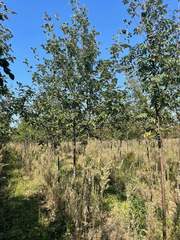 Рябина Гранатная (Sorbus 'Granatnaya')