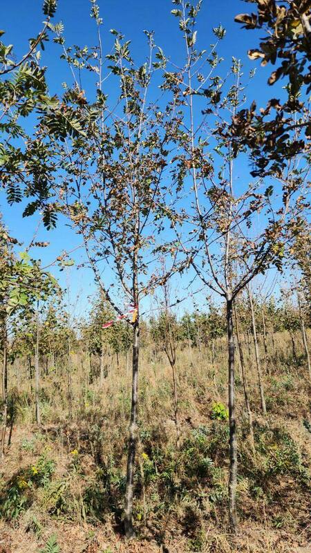 Рябина Гранатная (Sorbus 'Granatnaya')