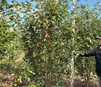 Рябина Гранатная (Sorbus 'Granatnaya')