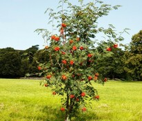 Рябина кустовая (Sorbus aucuparia)