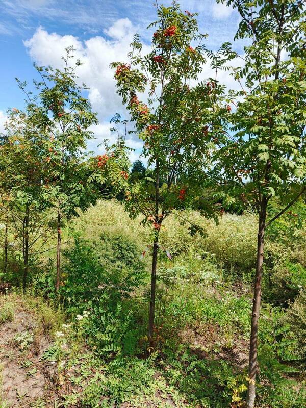 Рябина обыкновенная (Sorbus aucuparia)