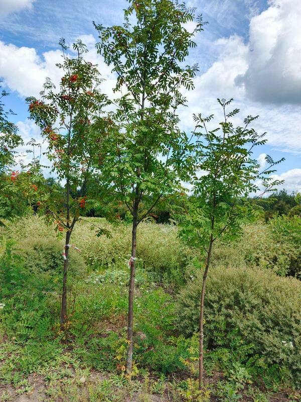 Рябина обыкновенная (Sorbus aucuparia)