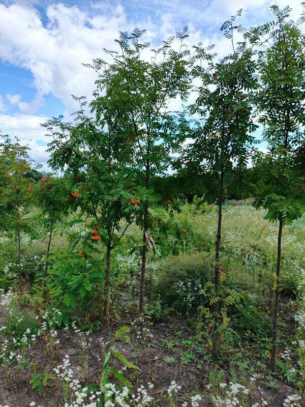 Рябина обыкновенная (Sorbus aucuparia)