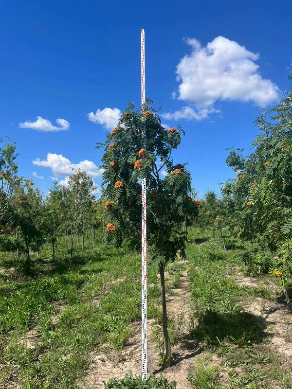 Рябина обыкновенная (Sorbus aucuparia)