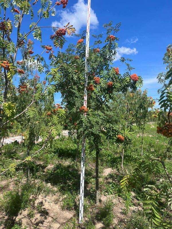 Рябина обыкновенная (Sorbus aucuparia)