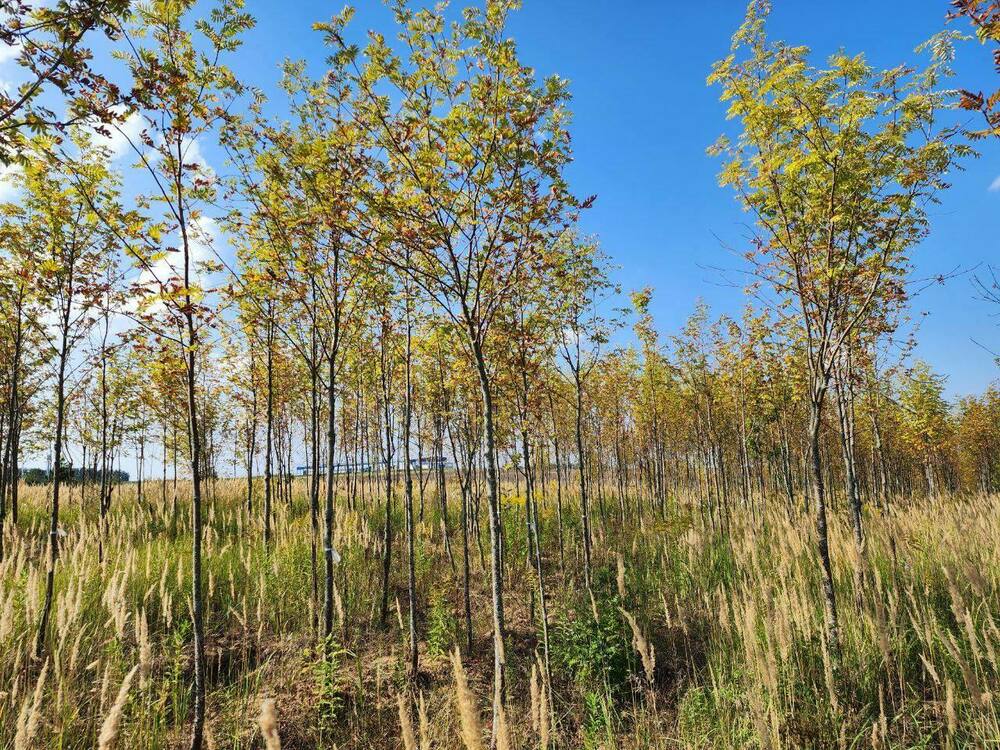 Рябина обыкновенная (Sorbus aucuparia)