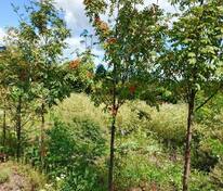 Рябина обыкновенная (Sorbus aucuparia)