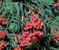 Рябина обыкновенная Аспленифолия (Sorbus aucuparia 'Asplenifolia')