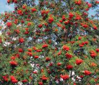 Рябина обыкновенная Эдулис (Sorbus aucuparia 'Edulis')