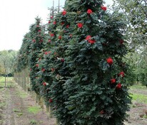 Рябина обыкновенная Фастигиата (Sorbus aucuparia 'Fastigiata')
