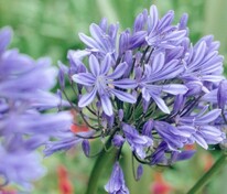 Агапантус Колумба (Agapanthus 'Columba')