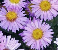 Астра кустарниковая Марджори (Symphyotrichum dumosum 'Marjorie')