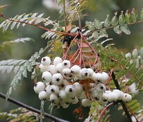 Рябина Кене (Sorbus koehneana)
