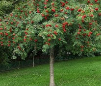 Рябина обыкновенная Пендула (Sorbus aucuparia 'Pendula')