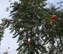 Рябина обыкновенная Россика Майор (Sorbus aucuparia 'Rossica Major')