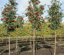 Рябина обыкновенная Шиервотер Сидлинг (Sorbus aucuparia 'Sheerwater Seedling')