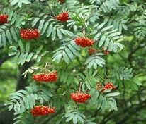 Рябина обыкновенная "Globosum" (Глобозум)