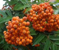 Рябина обыкновенная Глобозум (Sorbus aucuparia 'Globosum')