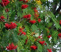 Рябина промежуточная (Sorbus intermedia)