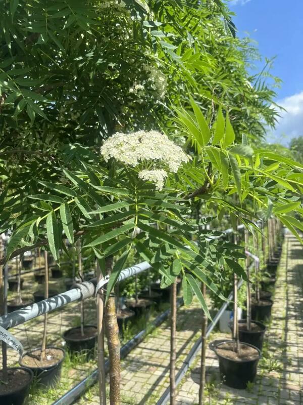 Рябина смешанная Додонг (Sorbus commixta 'Dodong')