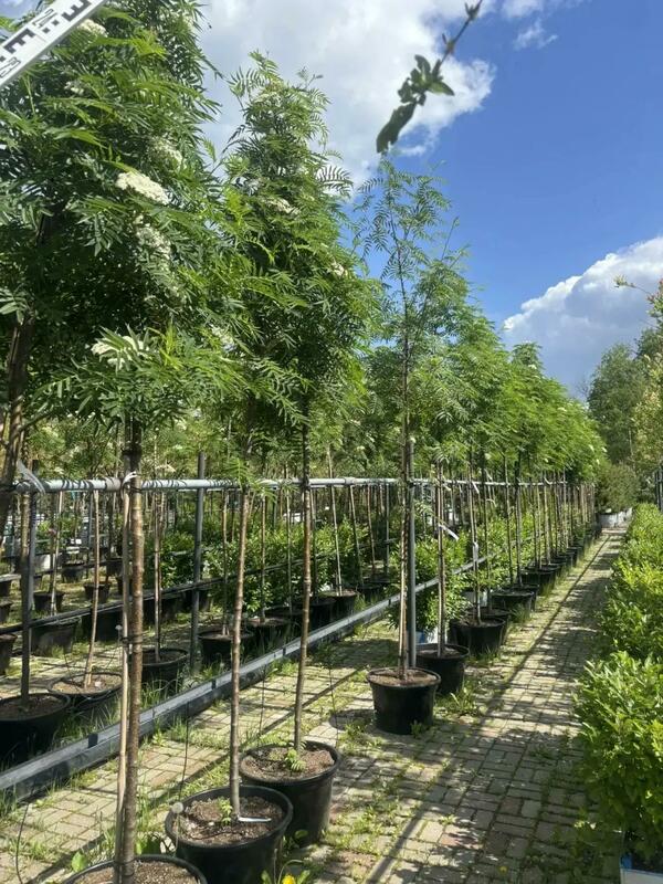 Рябина смешанная Додонг (Sorbus commixta 'Dodong')
